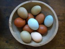 Fresh Broiler hatching eggs