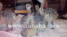Fertile ostrich eggs and chicks