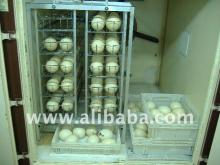 DAY OLD CHICKS AND FERTILE OSTRICH EGGS NOW AVAILABLE FOR SALE.