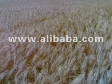  Wheat   Grade  3 soft varieties of Kazakh origin