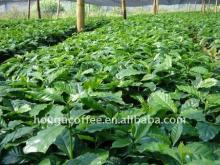 100% pure Instant Coffee Freeze dried