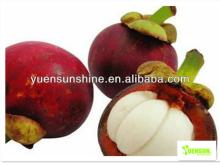High quality  mangosteen  rind extract powder