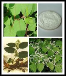 High quality resveratrol bulk powder