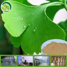 Ginkgopsida herbal extract, Gingko/gingkgo/Ginkgo leaf extreact, 24:6