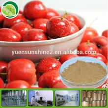 high quality 20%-40%Flavones hawthorn berry extract/hawthorn extract