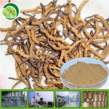 pure cordyceps  sinensis   extract 