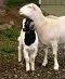 alive  goat   sheep 
