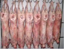  Whole   lamb   carcass 
