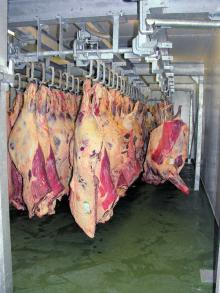Halal Beef Carcass