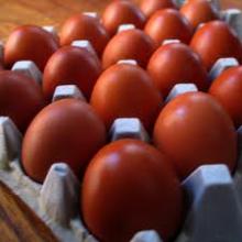 high quality table eggs