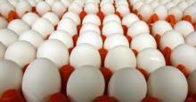  FRESH  WHITE TABLE EGGS