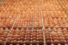 FRESH TABLE EGG