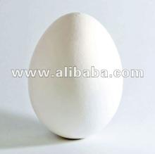 Chicken Egg