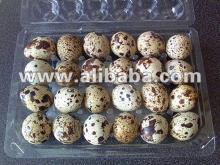 Fresh Fertile proven Quail eggs for sale