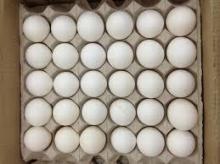  fresh   white   eggs  for  sale 