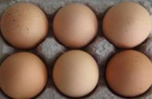 Best quality Fresh Chicken Eggs for sale