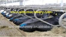 Cattle Free Stall