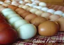 White and Brown Fresh Chicken Eggs
