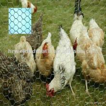 chicken  electric  fencing