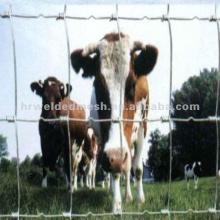 cow and gate