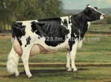 Animals Import