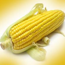 Yellow Maize