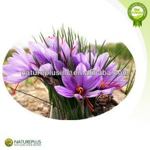 High quality  pure   saffron   extract   powder  supplier