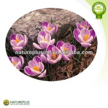 High quality pure saffron extract China manufacturer