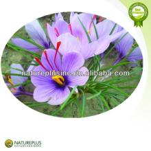 High quality  saffron  extract/  saffron   crocus  extract China manufacturer