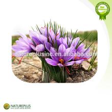 Saffron Extract/Saffron powder