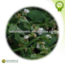High quality Marshmallow Root Extract Powder China manufacturer