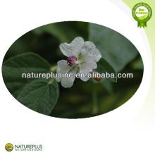 Hot sale Marshmallow Root Extract China manufacturer