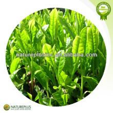  green  tea  extract ion polyphenols powder 50%-98%