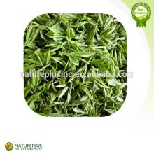 green tea extract/EGCG/green tea powder