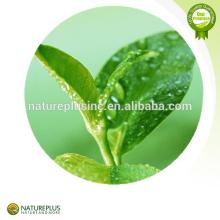 green  tea   extract / EGCG /green  tea   powder /Green  Tea   Polyph enols
