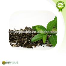 green tea extract/EGCG/green tea powder /tea polyphenol
