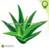 Hot sale and 100% Natural Aloe Vera Extract