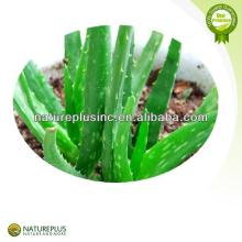 High quality aloe vera extract aloin supplier