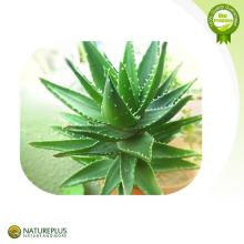 Herbal Extract aloe vera/aloe vera extract/Aloe Vera Powder