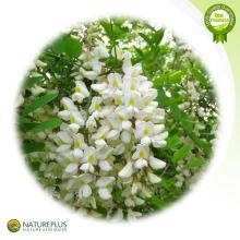 Sophora Japonica Extract/Quercetin Dihydrate/Quercetin
