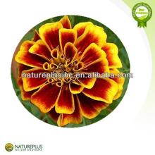 Resisting arteriosclerosis and Preventing cardiopathy Marigold Flower Extract/zeaxanthin/ Lutein/Mar