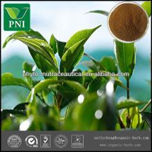 Green Tea Extract 99% EGCG Powder