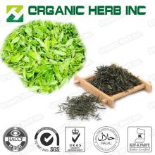 Green tea extraction polyphenols powder 50%-98%