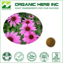 GMP manufacturer  echinacea   purpurea   extract  with Cichoric acid