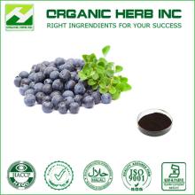Herbal extract natural bilberry extract powder ,Anthocyanidins