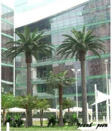 Outdoor or indoor artificial coconut trees