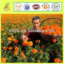100% Pure & Natural High Quality Saffron Price
