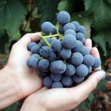 Fresh Greek Grapes Ribier Black Muscat