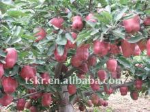 HEALTHY HUANIU APPLES IN 2011