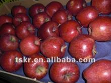 list of vegetables summer red apple